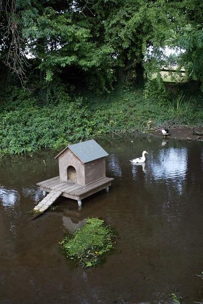 Village pond